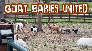 Goat Babies Meet For First Time [upl. by Tavy]