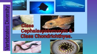 Class Cephalaspidomorphi ampClass Chondrichthyes [upl. by Jesh]