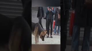 Dieser Hund hat seinen Platz wochenlang nicht verlassen ❤️ [upl. by Nelyaw]