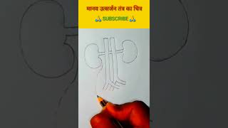 मानव उत्सर्जन तंत्र का चित्र [upl. by Legnaesoj608]