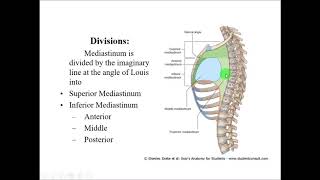 Anatomy of MEDIASTINUM  Dr Yusuf [upl. by Mansoor]