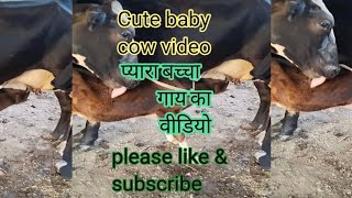 cute baby cow videoप्यारा बच्चा गाय का वीडियोshortscow youtubeshortstrendingtopviralshort [upl. by Nagaer192]