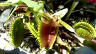 Praying mantis quotrescuesquot bee from Venus Fly Trap [upl. by Beera]