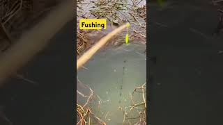 New Village Fising Video  shorts tiktok fishing carpfishing [upl. by Nerita39]