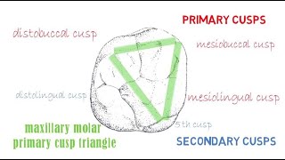 Permanent Maxillary 1st molar  Part 2 occlusal aspect [upl. by Donielle]