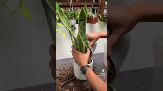 Cómo trasplantar Lengua de Suegra sansevieria trifasciata amorporlasplantas plantenthusiasts [upl. by Ycnaf621]