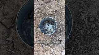 Earwigs in Your Garden🤔 Gardening Hack Part 1 [upl. by Bohi855]