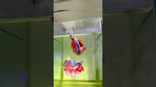 Beta fish recovery 😍❤️‍🩹betafish guppie aquarium fish bettafish fish [upl. by Ogdon679]