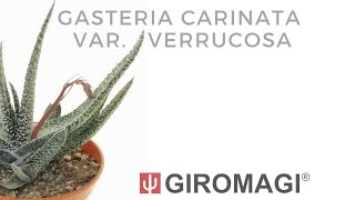 Gasteria carinata var verrucosa [upl. by Anet277]