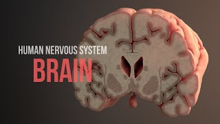 Human Nervous System Part 2  How the Brain Works Animation [upl. by Kenweigh236]