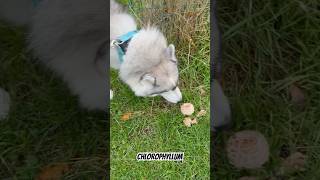 We found CHLOROPHYLLUM  looks like POPCORN 😅  MUSHROOM 🍄 shorts dog mushroom husky siberian [upl. by Isayg914]