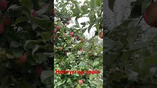 HONEYCRISP APPLE 1 [upl. by Led]