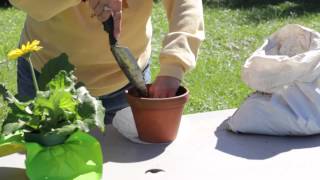 How to Repot a Gerbera  Gerbera Plant Care [upl. by Artemas]