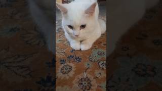 Majnoon arabic foryou cat billi catlover kitten viralvideo cute trending shortvideo short [upl. by Findley]