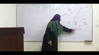 Class Asteroidea Zoology Lec  1 by Prof Kausar Nadia [upl. by Omissam]