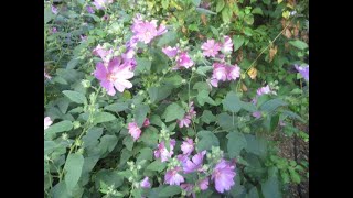 Lavatera flowers resemble Hibiscus [upl. by Halonna198]