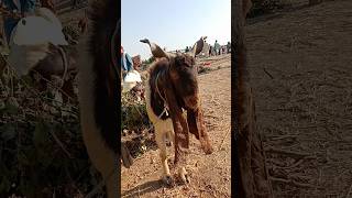 Khaternak Bakea 😈😈Hyderabad Mandicattlemarket hyderabadbakramandi animals cattlemarket cow [upl. by Norrabal]