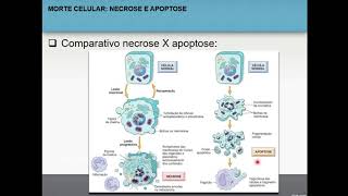 Necrose e apoptose 66  Patologia Geral [upl. by Ned]