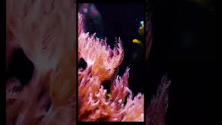 Beautiful coral aquarium setup 🪸short shorts shortvideo [upl. by Molini]