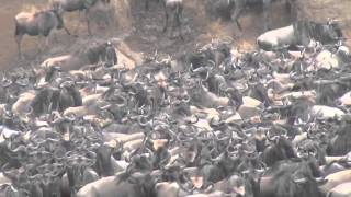 Great Wildebeests Migration [upl. by Etnoval]