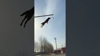 Belgian malinois jump training smartdogs [upl. by Inanak730]