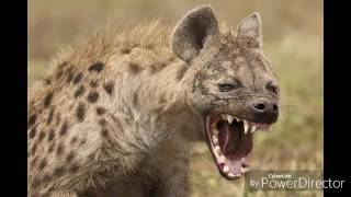 An American Werehyena in London  Werehyena howl [upl. by Keg]