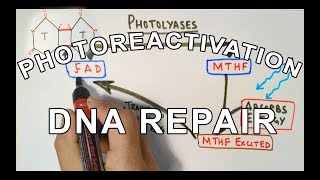 Photoreactivation  DNA Repair Mechanism [upl. by Sivraj349]