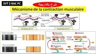 Mécanisme de la contraction musculaire SVT 2 BAC pc biof شرح بالداريجة [upl. by Ailegnave147]