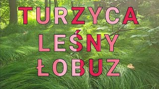 Turzyca drżączkowata Carex brizoides łobuz leśny i superosobnik do napychania materacy [upl. by Suiratnod]