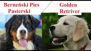 Berneński Pies Pasterski a Golden Retriver  PORÓWNANIE [upl. by Nylodnewg776]