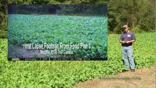 Food Plot 1  Brassicas  Results and Deer utilization [upl. by Canning]