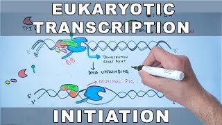 Transcription Initiation in Eukaryotes [upl. by Ayotahc786]