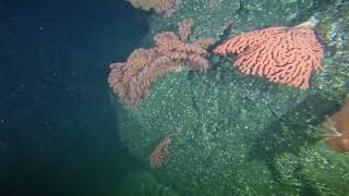 Gorgonian Corals Puget Sound King Crab and a GPO [upl. by Keare]