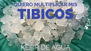 Cómo multiplicar mis TIBICOS KEFIR DE AGUA [upl. by Haelak673]