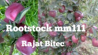 Rootstocks Apple 🍎plant Mm111 jeromine Rajat bitech 2018 Apple Orchard in kasmir [upl. by Rutherford]