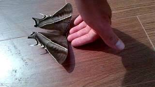 Fluture de noapte  Tropical Swallowtail Moth Lyssa zampa in Sumatra Indonesia [upl. by Novled]