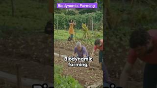 Biodynamic Farming viral shorts agriculture [upl. by Eberhart553]