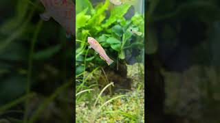 Panchax fish prettyfish aquariumfish aquarium [upl. by Oinegue]