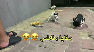 يالله اش قد تعاني القطط من عدم الشعور بالامان 🐈💕 [upl. by Featherstone]