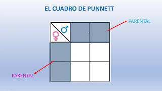 Retrocruzamiento Cruzamiento Prueba Definición Ejemplo Genética Mendeliana Biología [upl. by Nolyak]