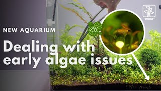 New Aquarium  How to deal with early algae issues [upl. by Ardnael905]