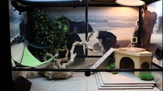 New Bearded Dragon Setup [upl. by Chapnick]