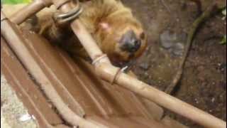 Sloth moving fairly fast at London Zoo [upl. by Eittah26]