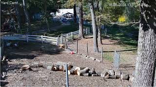 Goldys Yard 101pm Janine opens gate for Goaties to have pond access from paddock 1082024 [upl. by Briant]