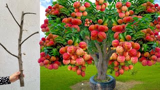 Technique Propagation Lychee tree  how to grow lychee tree fast with Aloe Vera fruits [upl. by Adiarf]