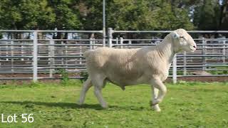 Lot 56 Cobar Ram Sale 2024  Annalara White Dorper [upl. by Netsirt527]