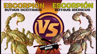 ESCORPION VS ESCORPION [upl. by Quennie]