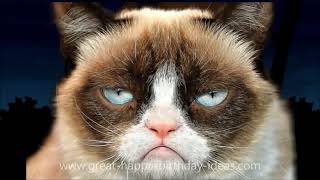 GRUMPY CAT HAPPY BIRTHDAY SONG TOO FUNNY [upl. by Gaiser]