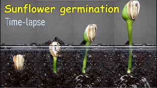 Sunflower germination timelapse [upl. by Ahsakal729]