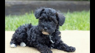 Mini Schnoodle Puppies for Sale [upl. by Sylvan]